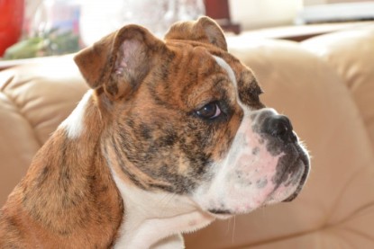 Continental Bulldogs Seeblickbulls Bilderalbum - Franz Hugo zu Besuch