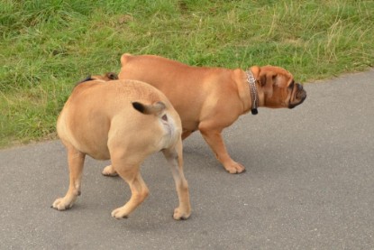 Continental Bulldogs Seeblickbulls Bilderalbum - Asgard zu Besuch