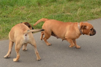 Continental Bulldogs Seeblickbulls Bilderalbum - Asgard zu Besuch