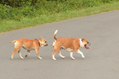 Continental Bulldogs Seeblickbulls Bilderalbum - Asgard zu Besuch