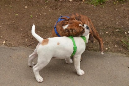 Continental Bulldogs Seeblickbulls Bilderalbum - Franz Hugo zu Besuch