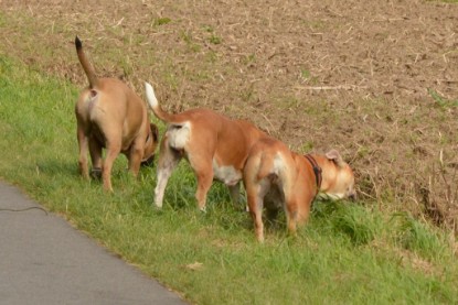 Continental Bulldogs Seeblickbulls Bilderalbum - Asgard zu Besuch