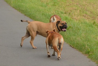 Continental Bulldogs Seeblickbulls Bilderalbum - Asgard zu Besuch