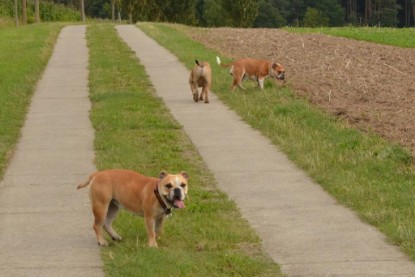 Continental Bulldogs Seeblickbulls Bilderalbum - Asgard zu Besuch