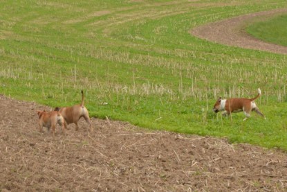 Continental Bulldogs Seeblickbulls Bilderalbum - Asgard zu Besuch