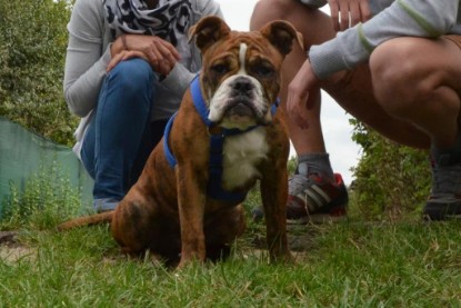 Continental Bulldogs Seeblickbulls Bilderalbum - Franz Hugo zu Besuch