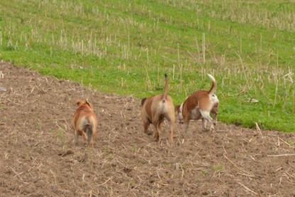 Continental Bulldogs Seeblickbulls Bilderalbum - Asgard zu Besuch