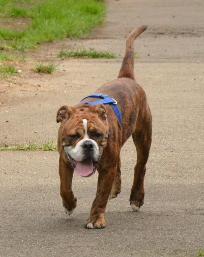 Continental Bulldogs Seeblickbulls Bilderalbum - Franz Hugo zu Besuch