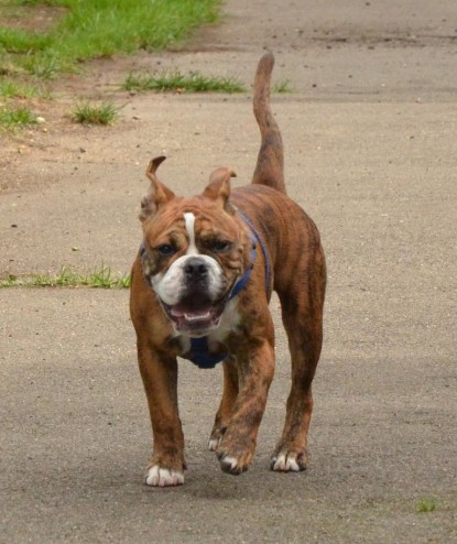 Continental Bulldogs Seeblickbulls Bilderalbum - Franz Hugo zu Besuch