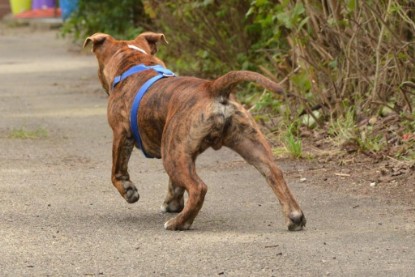 Continental Bulldogs Seeblickbulls Bilderalbum - Franz Hugo zu Besuch