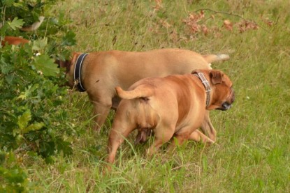 Continental Bulldogs Seeblickbulls Bilderalbum - Asgard zu Besuch