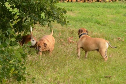 Continental Bulldogs Seeblickbulls Bilderalbum - Asgard zu Besuch