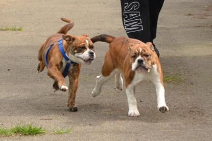 Continental Bulldogs Seeblickbulls Bilderalbum - Franz Hugo zu Besuch