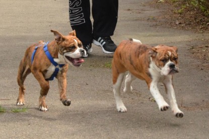 Continental Bulldogs Seeblickbulls Bilderalbum - Franz Hugo zu Besuch