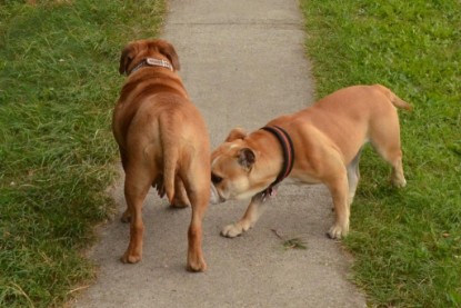 Continental Bulldogs Seeblickbulls Bilderalbum - Asgard zu Besuch