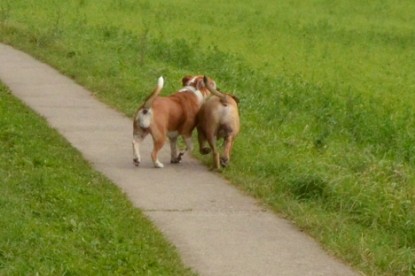 Continental Bulldogs Seeblickbulls Bilderalbum - Asgard zu Besuch