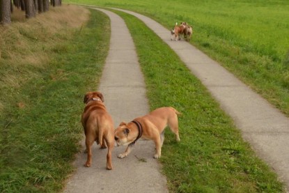 Continental Bulldogs Seeblickbulls Bilderalbum - Asgard zu Besuch