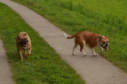 Continental Bulldogs Seeblickbulls Bilderalbum - Asgard zu Besuch