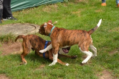 Continental Bulldogs Seeblickbulls Bilderalbum - Franz Hugo zu Besuch