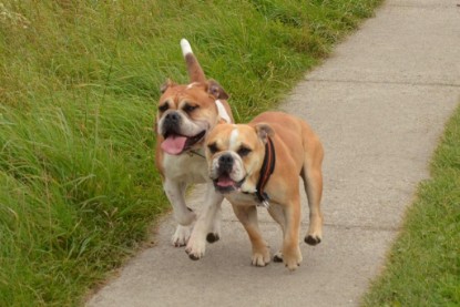 Continental Bulldogs Seeblickbulls Bilderalbum - Asgard zu Besuch