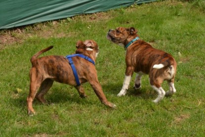 Continental Bulldogs Seeblickbulls Bilderalbum - Franz Hugo zu Besuch