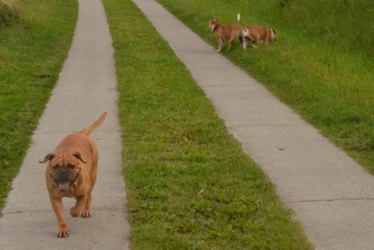 Continental Bulldogs Seeblickbulls Bilderalbum - Asgard zu Besuch