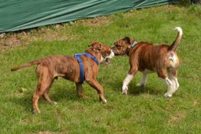 Continental Bulldogs Seeblickbulls Bilderalbum - Franz Hugo zu Besuch