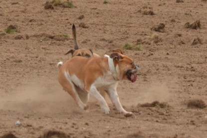 Continental Bulldogs Seeblickbulls Bilderalbum - Asgard zu Besuch