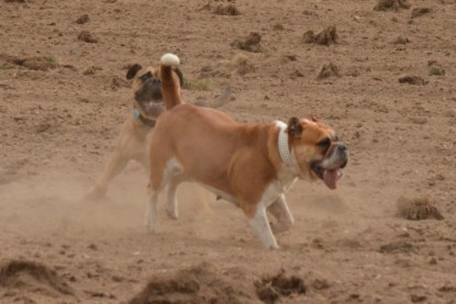 Continental Bulldogs Seeblickbulls Bilderalbum - Asgard zu Besuch