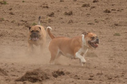 Continental Bulldogs Seeblickbulls Bilderalbum - Asgard zu Besuch