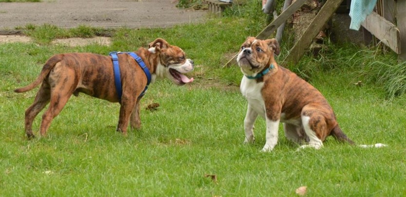 Continental Bulldogs Seeblickbulls Bilderalbum - Franz Hugo zu Besuch