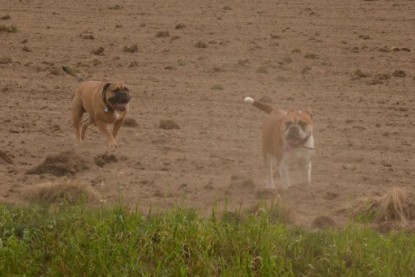 Continental Bulldogs Seeblickbulls Bilderalbum - Asgard zu Besuch