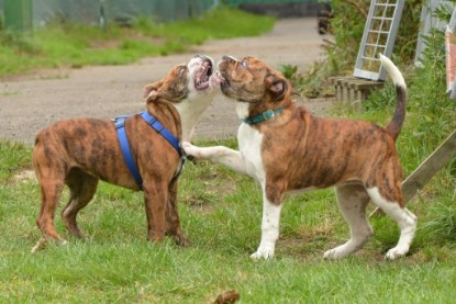 Continental Bulldogs Seeblickbulls Bilderalbum - Franz Hugo zu Besuch