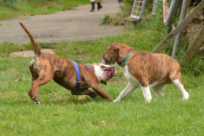 Continental Bulldogs Seeblickbulls Bilderalbum - Franz Hugo zu Besuch