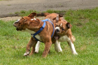 Continental Bulldogs Seeblickbulls Bilderalbum - Franz Hugo zu Besuch