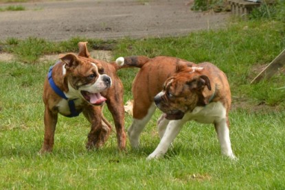 Continental Bulldogs Seeblickbulls Bilderalbum - Franz Hugo zu Besuch