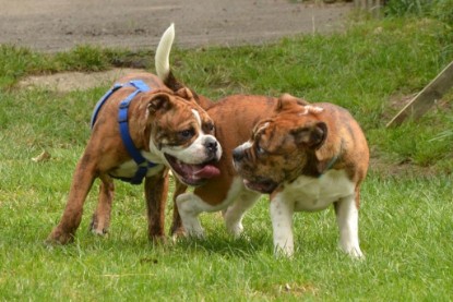 Continental Bulldogs Seeblickbulls Bilderalbum - Franz Hugo zu Besuch