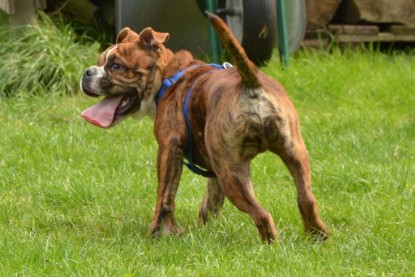 Continental Bulldogs Seeblickbulls Bilderalbum - Franz Hugo zu Besuch