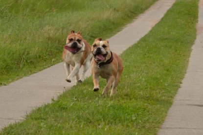 Continental Bulldogs Seeblickbulls Bilderalbum - Asgard zu Besuch