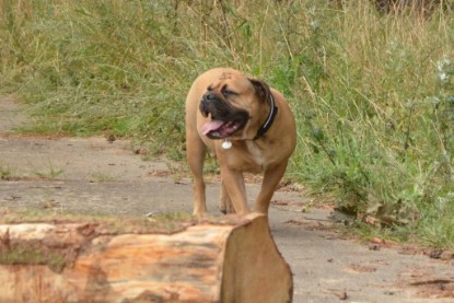 Continental Bulldogs Seeblickbulls Bilderalbum - Asgard zu Besuch