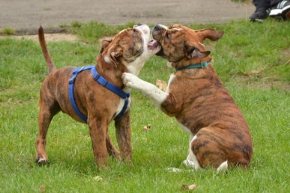 Continental Bulldogs Seeblickbulls Bilderalbum - Franz Hugo zu Besuch