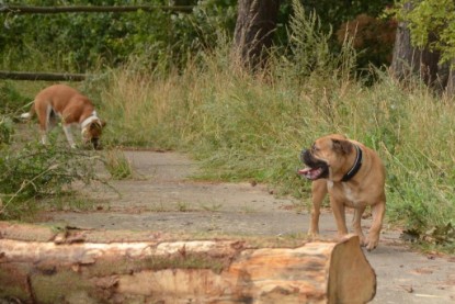 Continental Bulldogs Seeblickbulls Bilderalbum - Asgard zu Besuch