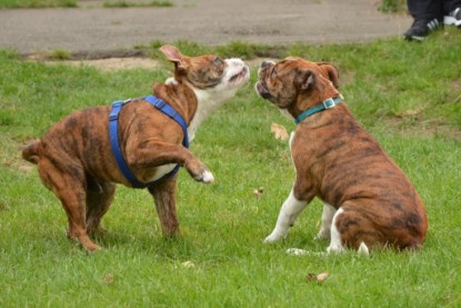 Continental Bulldogs Seeblickbulls Bilderalbum - Franz Hugo zu Besuch