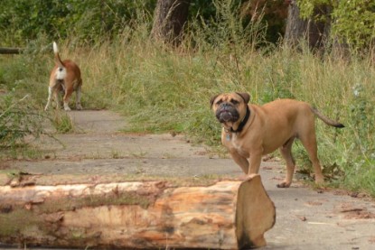 Continental Bulldogs Seeblickbulls Bilderalbum - Asgard zu Besuch