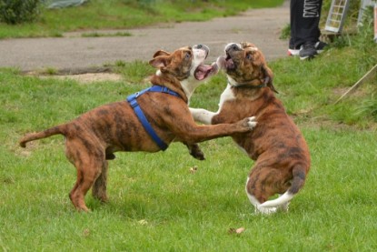 Continental Bulldogs Seeblickbulls Bilderalbum - Franz Hugo zu Besuch