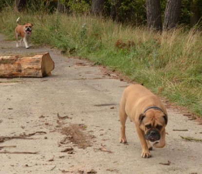 Continental Bulldogs Seeblickbulls Bilderalbum - Asgard zu Besuch