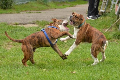 Continental Bulldogs Seeblickbulls Bilderalbum - Franz Hugo zu Besuch