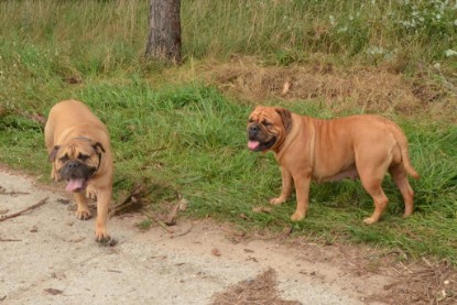 Continental Bulldogs Seeblickbulls Bilderalbum - Asgard zu Besuch