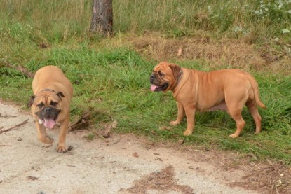 Continental Bulldogs Seeblickbulls Bilderalbum - Asgard zu Besuch