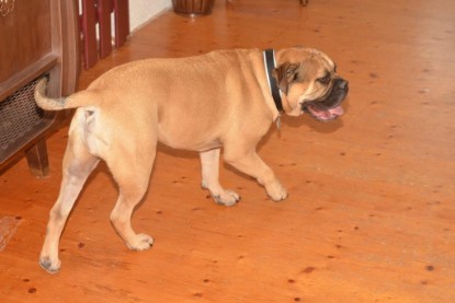 Continental Bulldogs Seeblickbulls Bilderalbum - Asgard zu Besuch